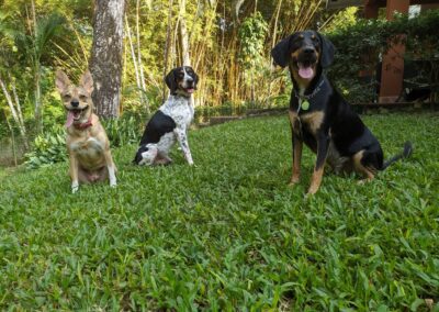 3 Dogs sitting